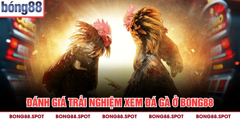 Đánh giá trải nghiệm xem đá gà ở bong88